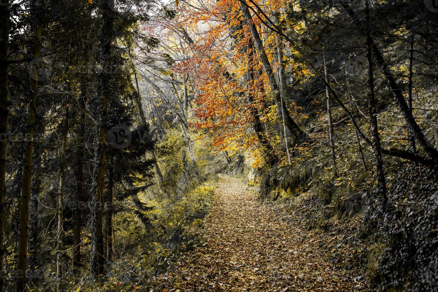 geel en rood tussen groen foto