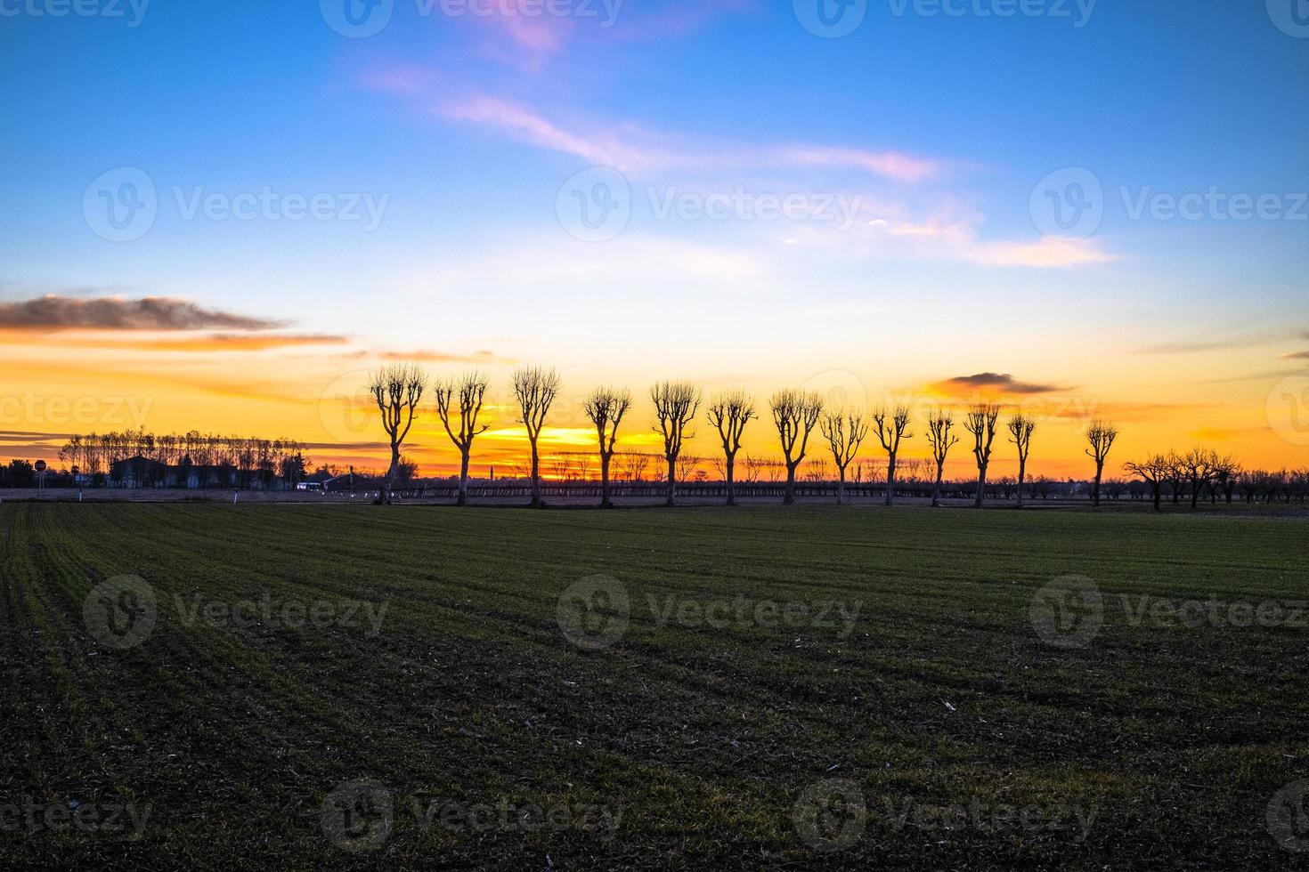 zonsopgang met rij bomen foto