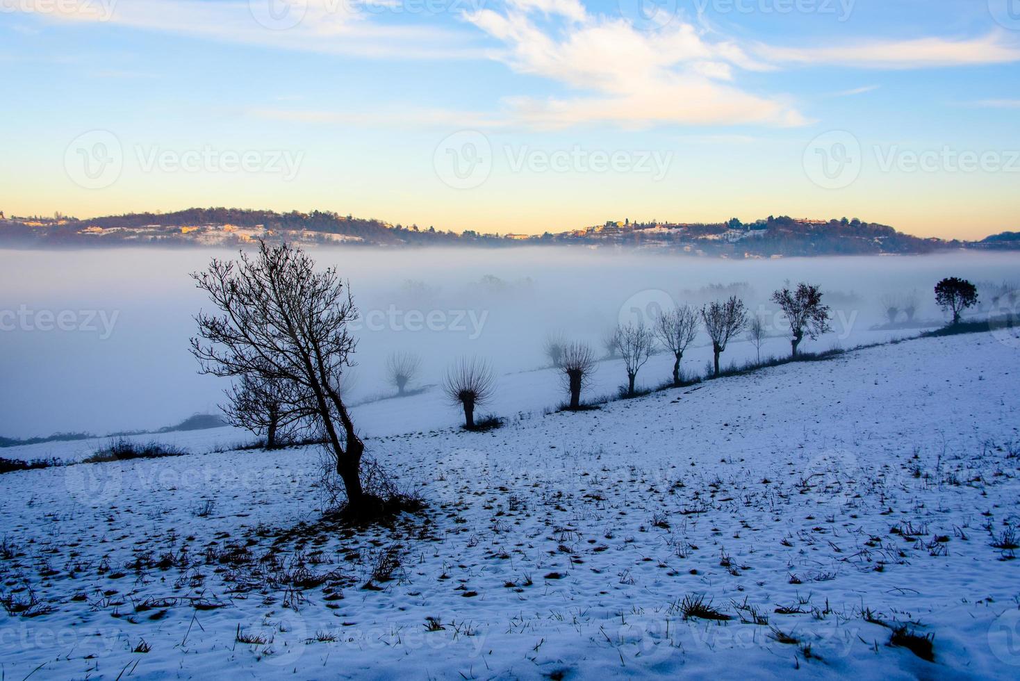 bomen tussen sneeuw en mist foto