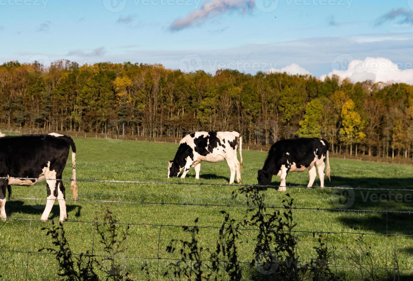 zwart en wit vee in een veld foto