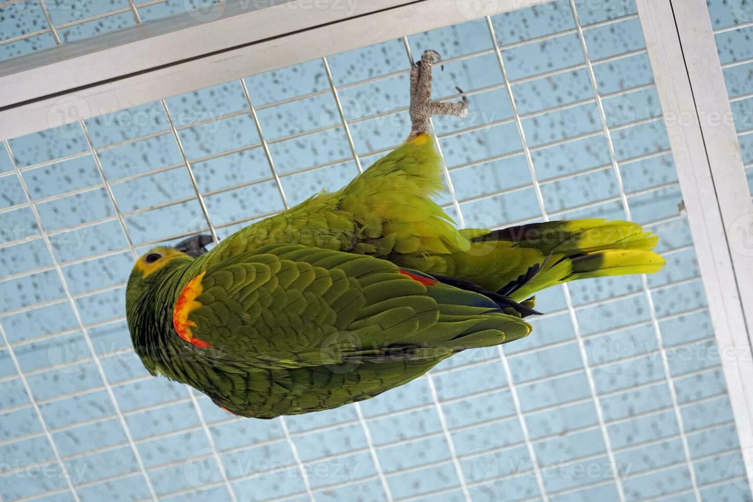 groen en geel grasparkiet papegaai hangende ondersteboven naar beneden Aan metaal rooster foto