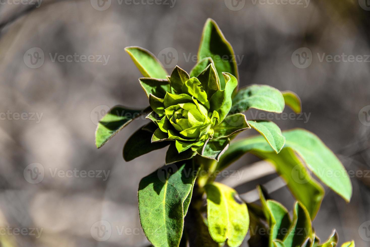 Euphorbia helioscopia nul foto