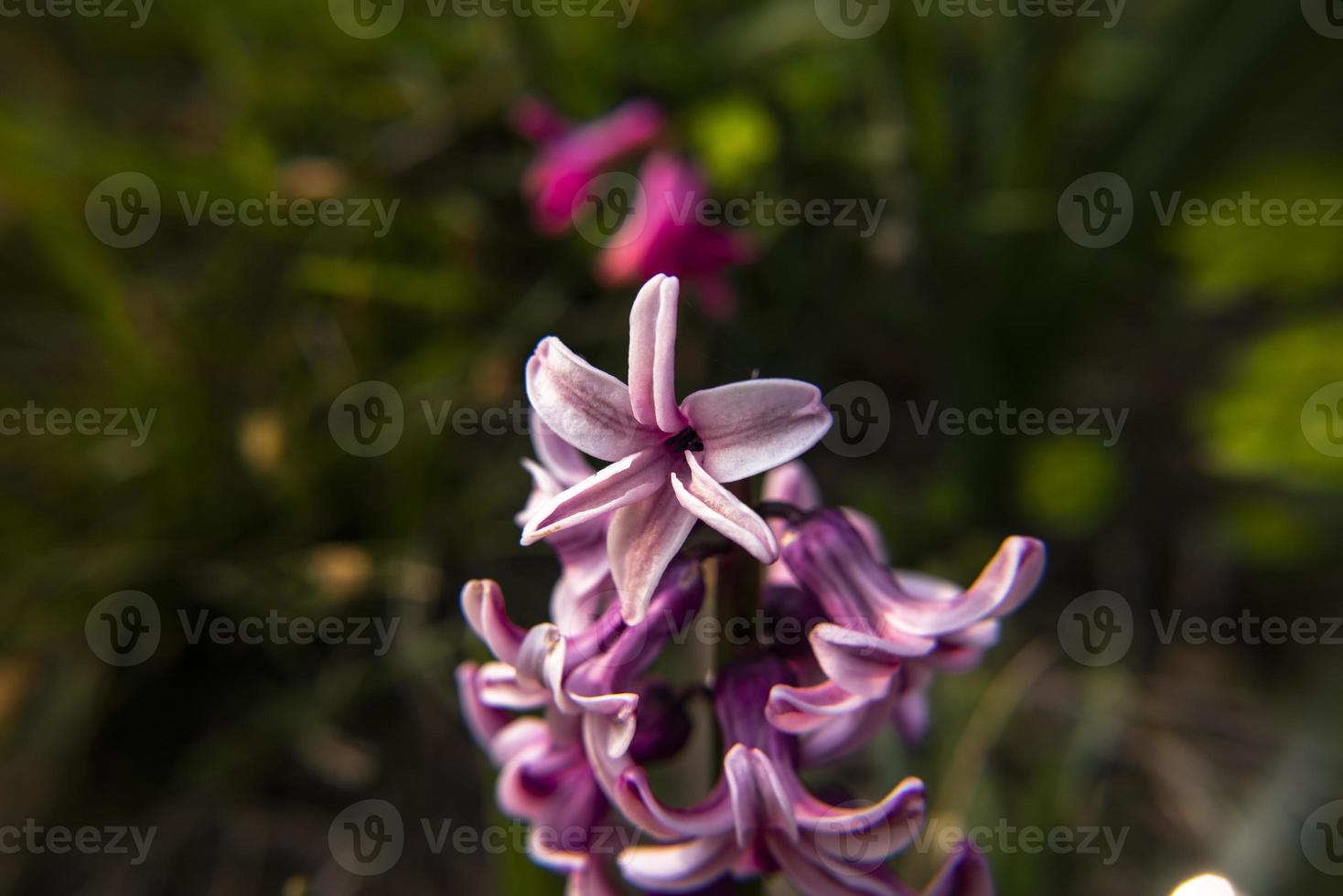 20210313 hyacinthus orientalis 4 foto