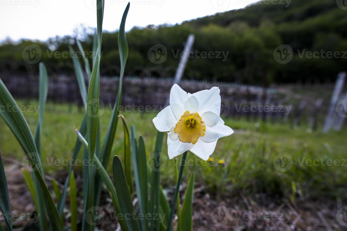 2021418 Castelgomberto Narcissus Tazetta foto