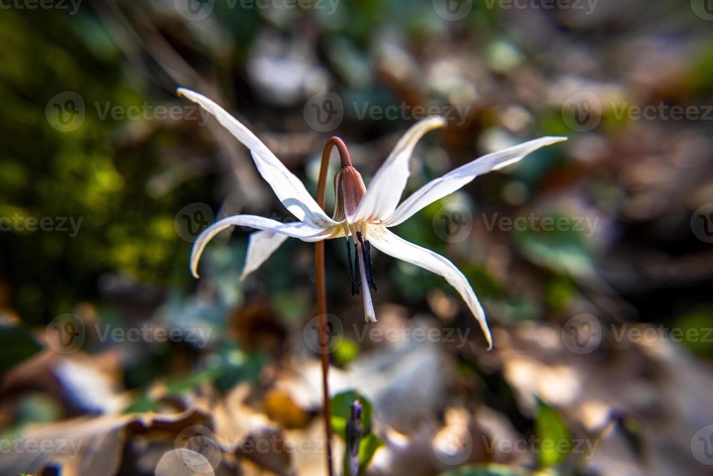 20210313 erythroniium denscanis 5 foto