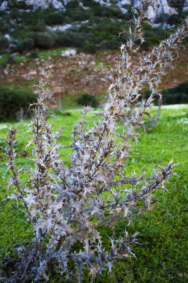 droge distel tussen groene weiden foto