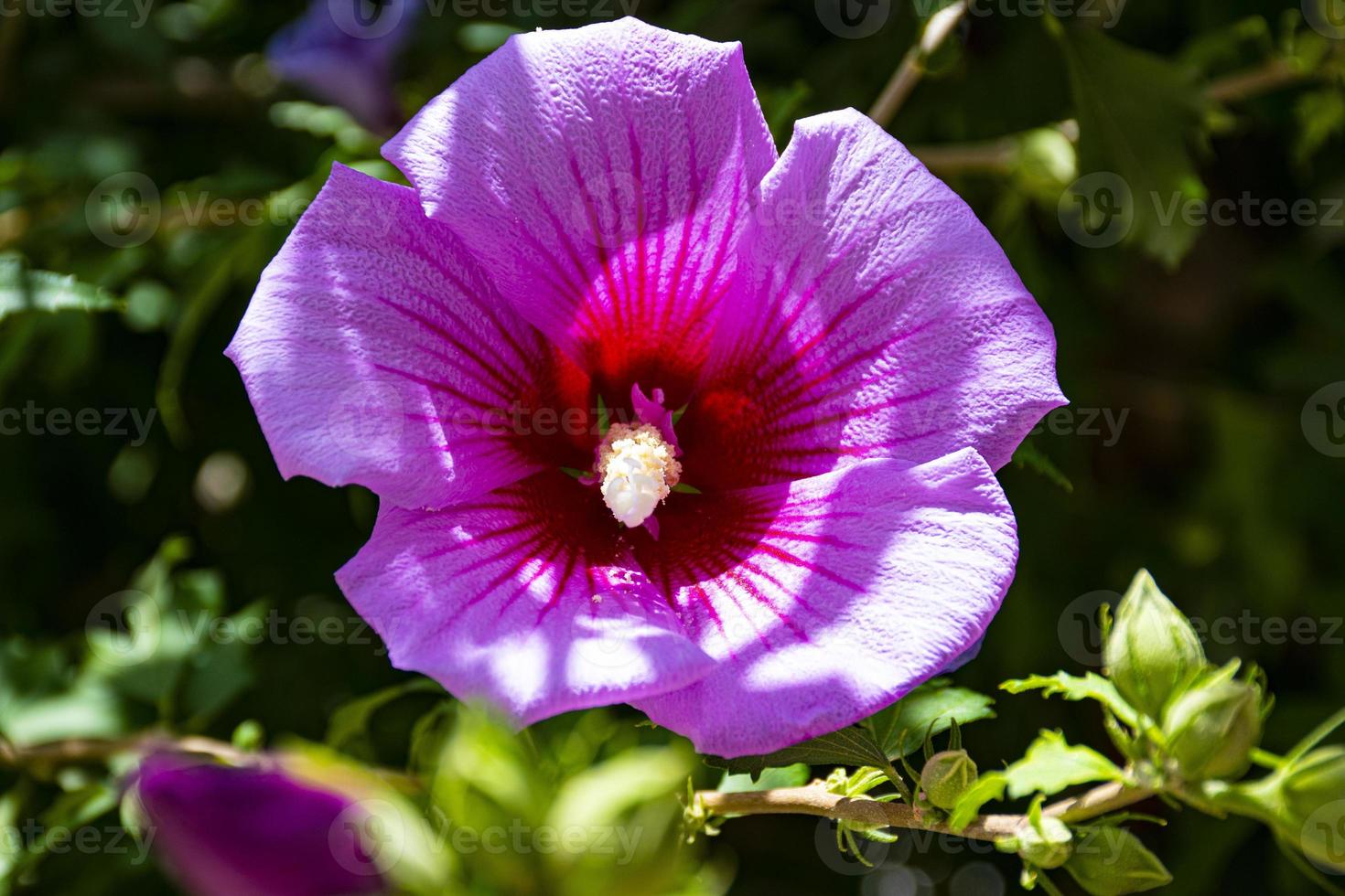 roze hibiscus in de heuvels foto