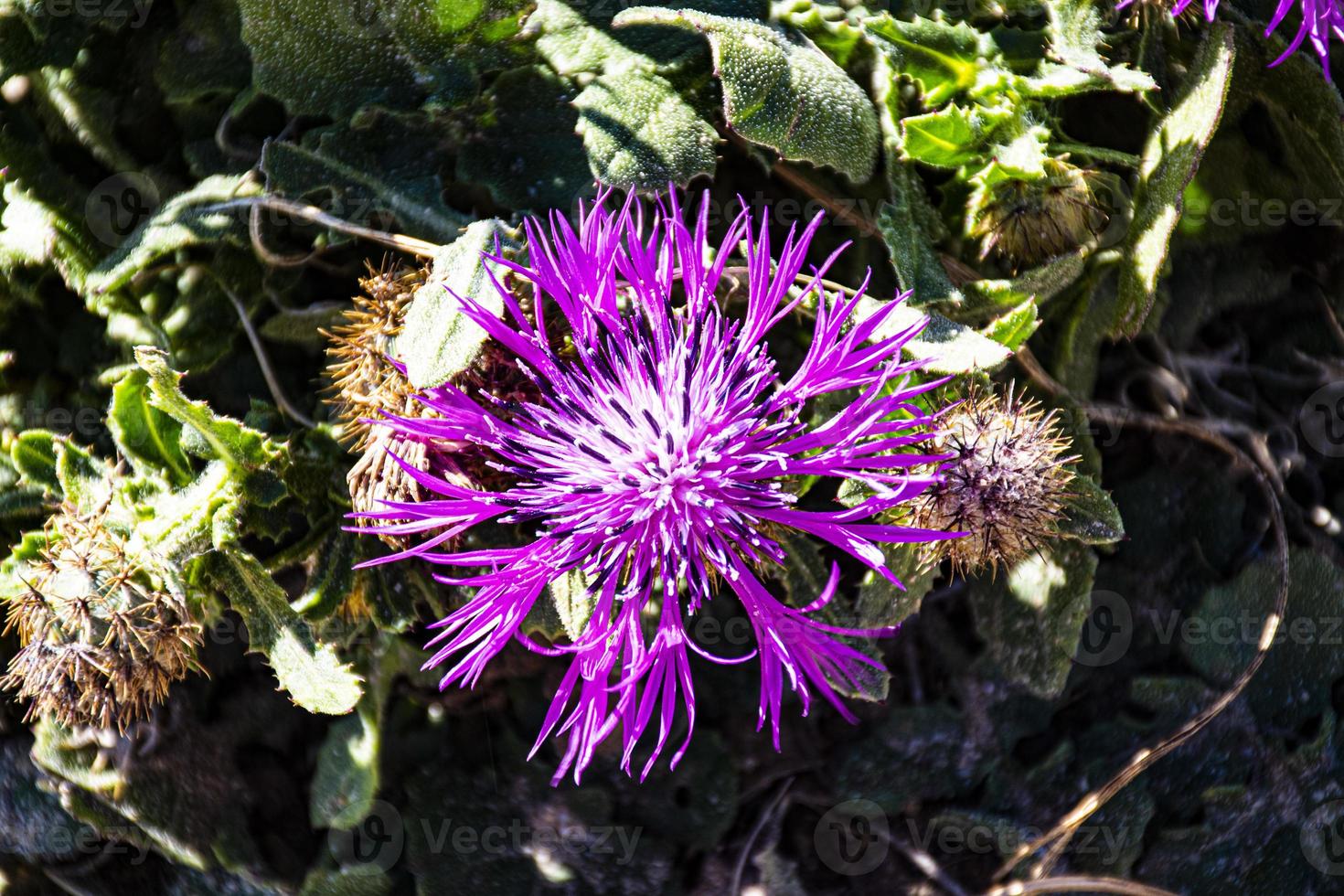 roze centaura chrysanthemum boiss foto