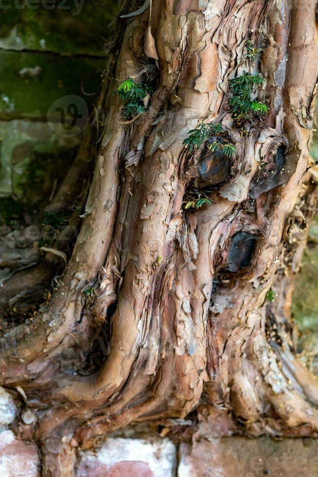 een oud boom wortel van een boom foto