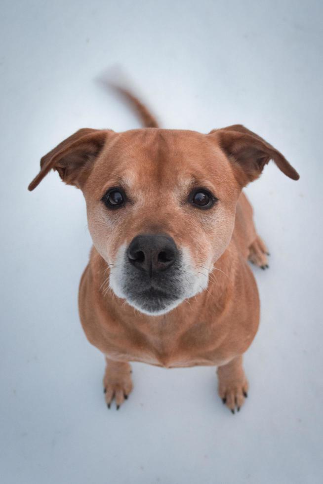 bruine kortharige hond zittend op een witte vloer foto