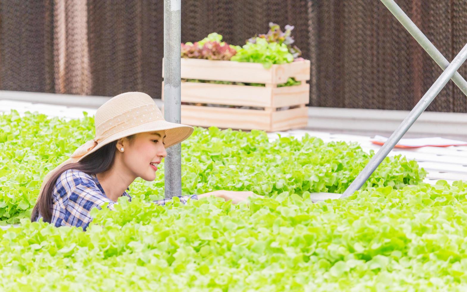 Aziatische vrouw controleert de kwaliteit van verse en biologische groenten van de boerenteelt van groenten en de hydrocultuur foto