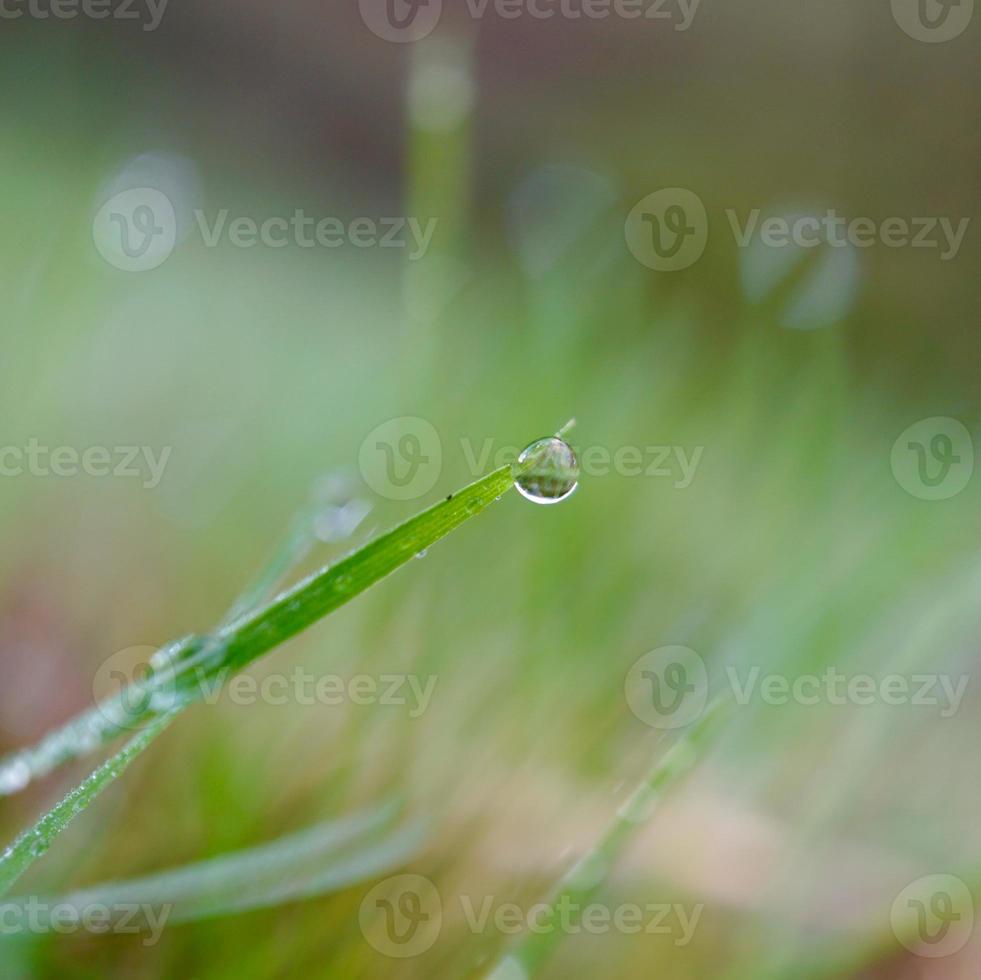 laten vallen op het groene gras in regenachtige dagen foto