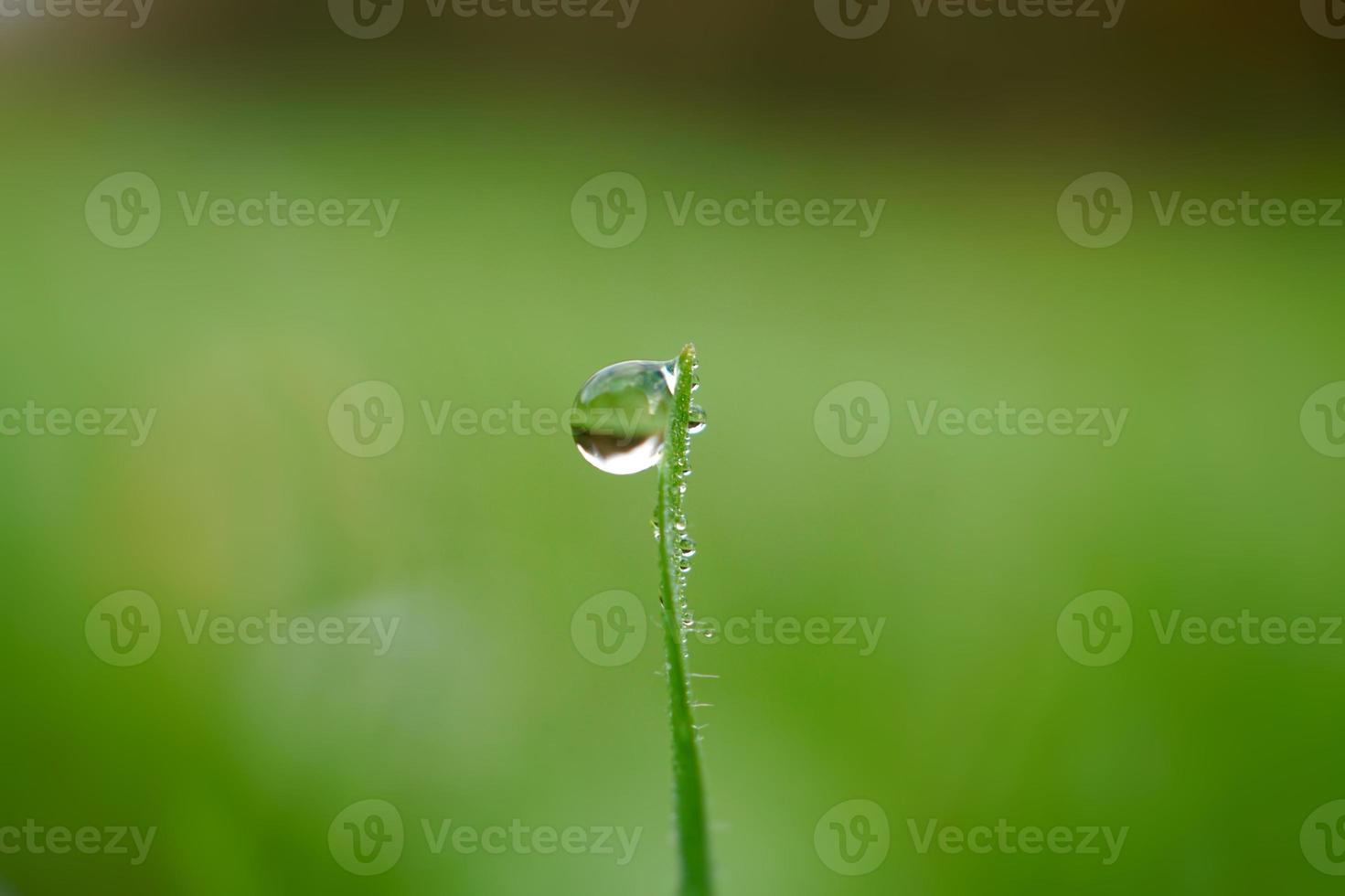 laten vallen op het groene gras in regenachtige dagen foto