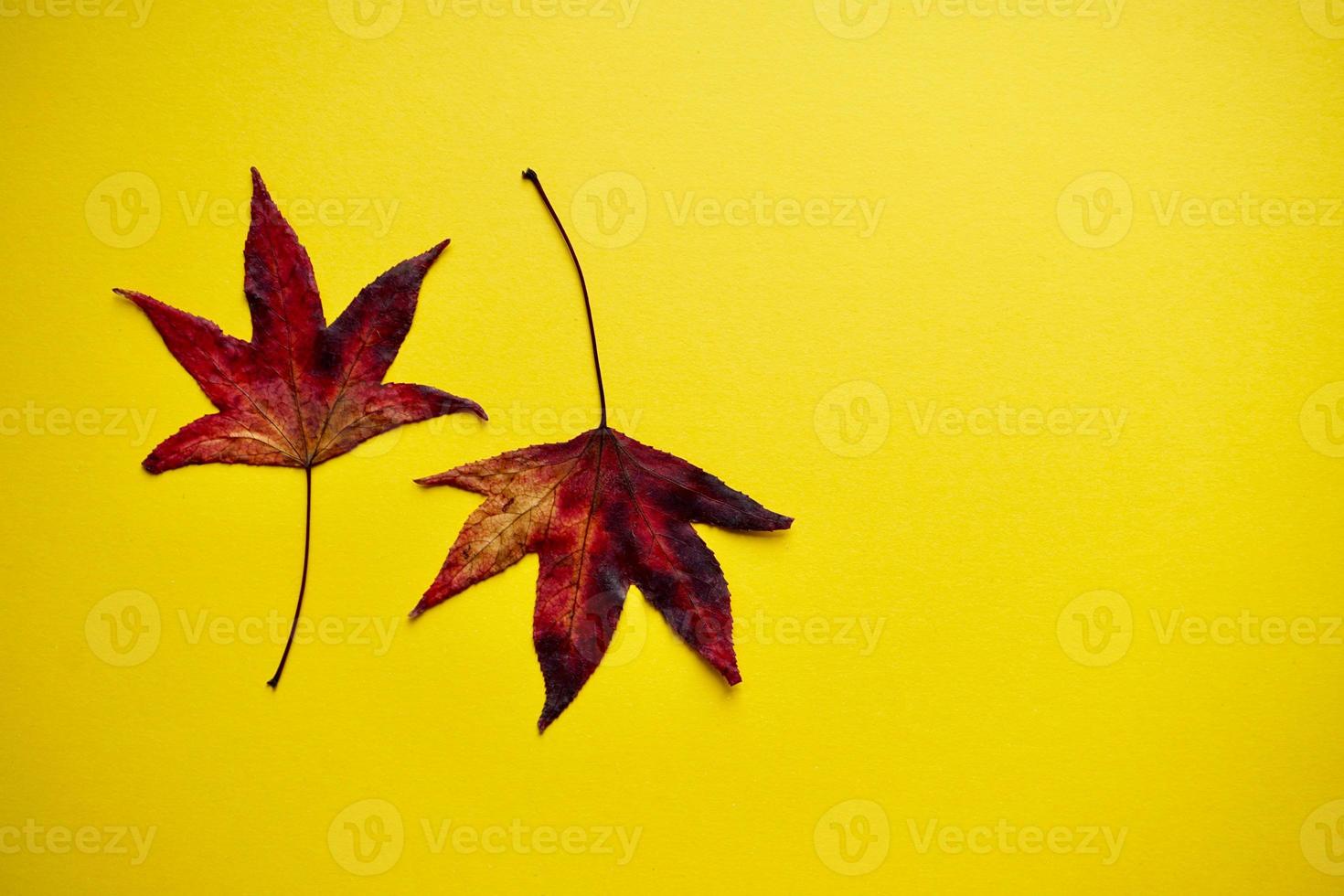 rode esdoornbladeren op de gele achtergrond foto