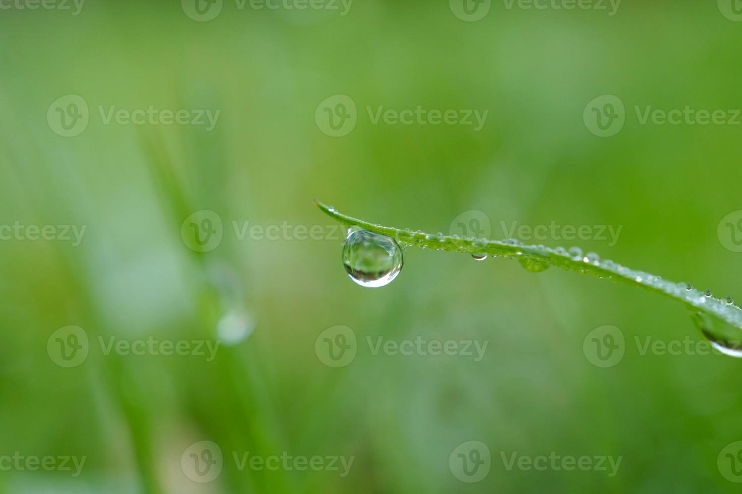 laten vallen op het groene gras in regenachtige dagen foto