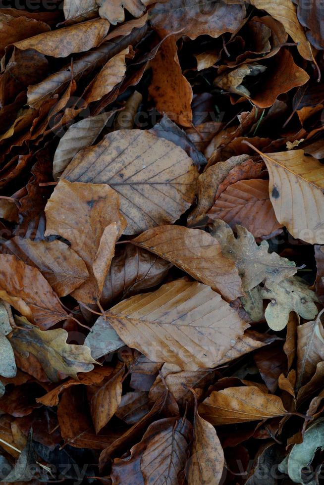 droge bruine bladeren op de grond in de herfst foto