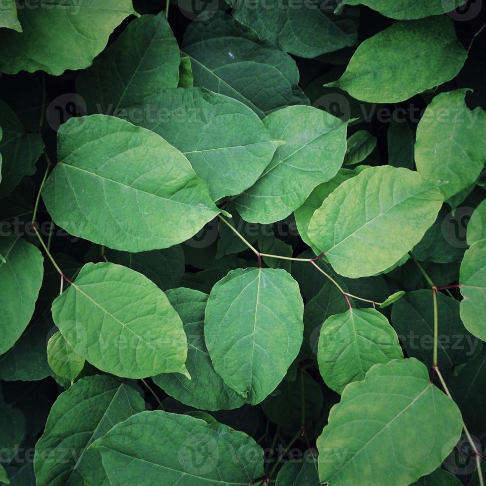 groene plant bladeren in de lente foto