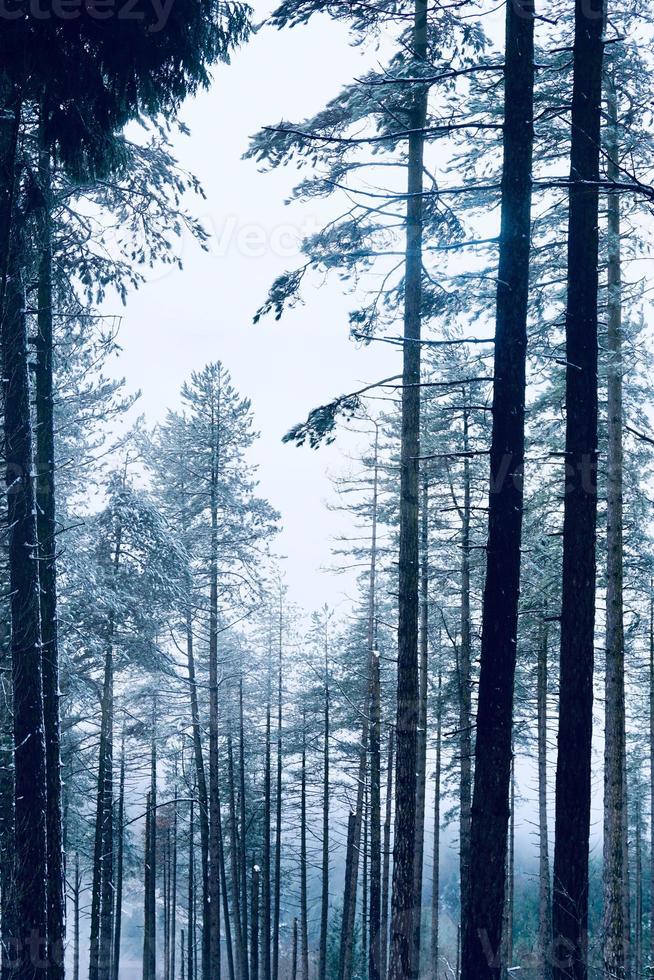 sneeuw in de bergen in het winterseizoen foto