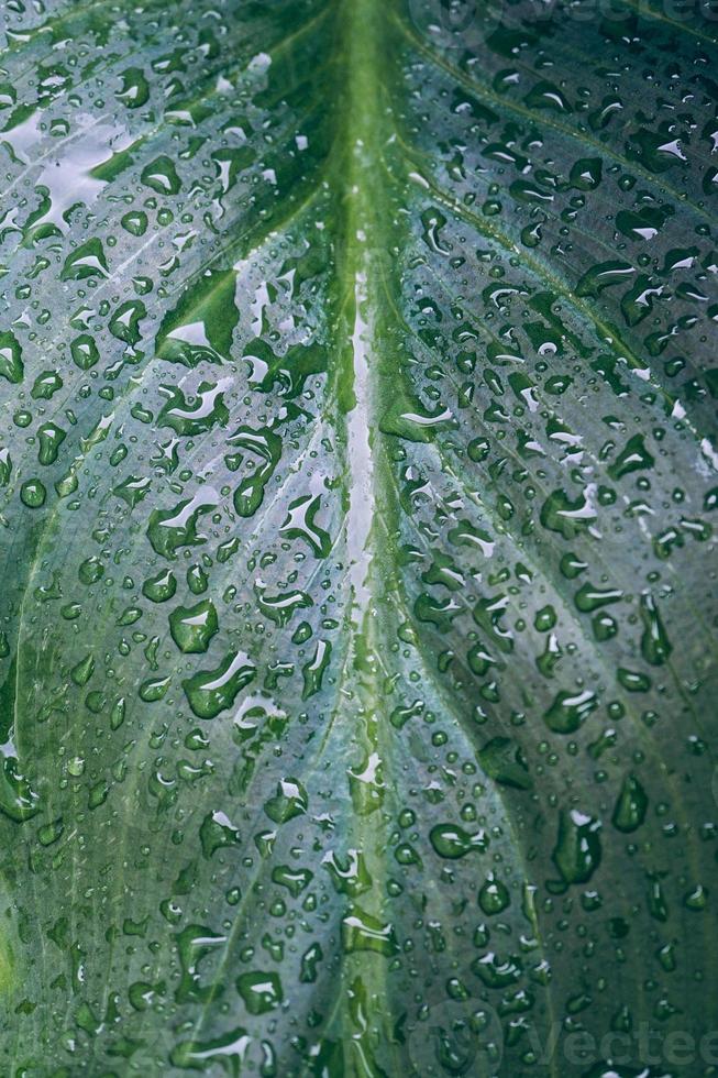 druppels op de bladeren van de groene plant in regenachtige dagen foto