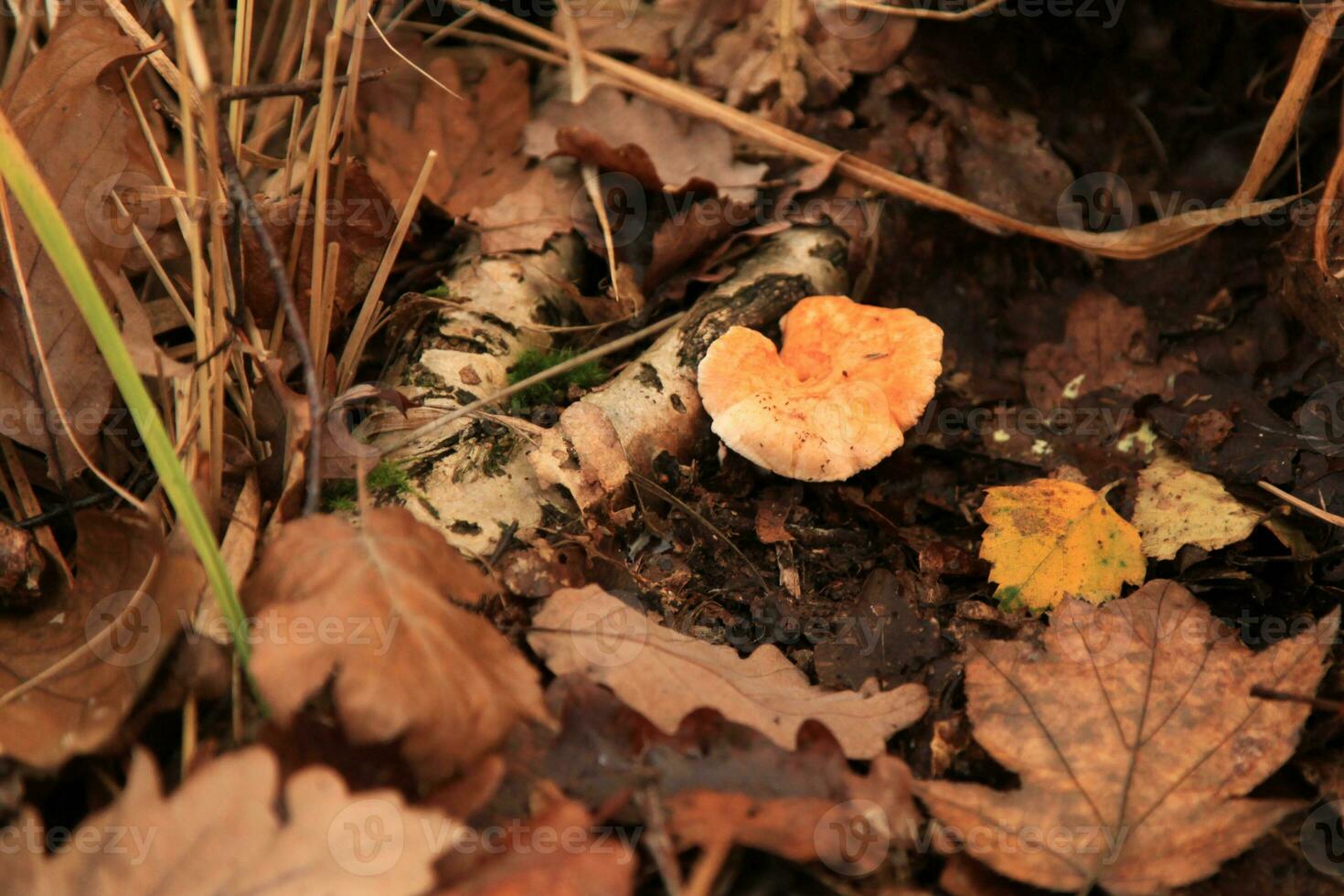 dakspanen egel paddestoel in de bossen foto