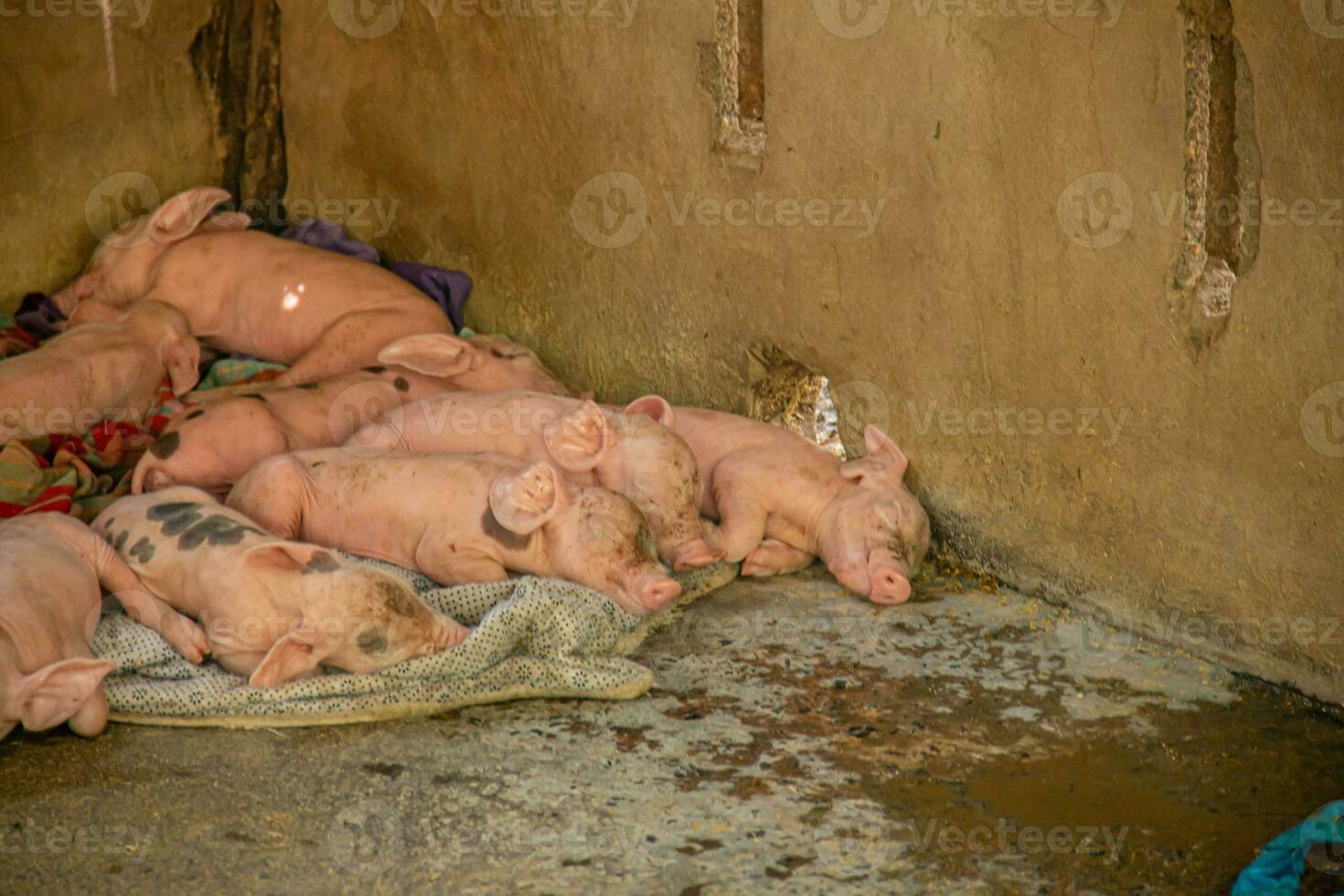 big Aan een boerderij vervuild foto