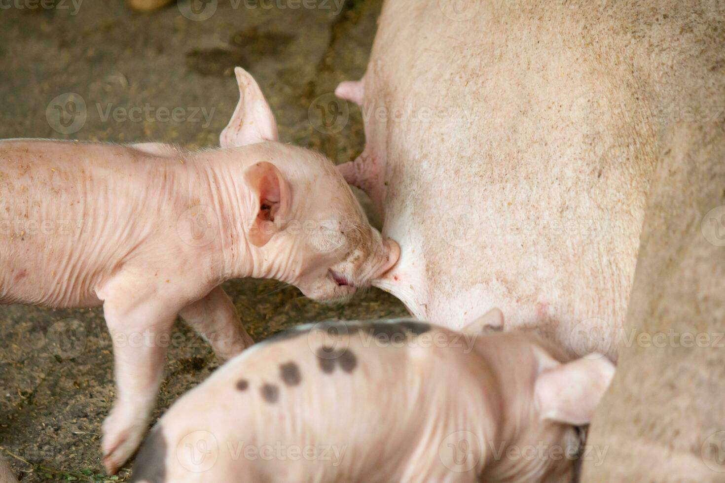 biggen Aan een boerderij zijn vervuild, voeden Aan hun moeder melk. foto