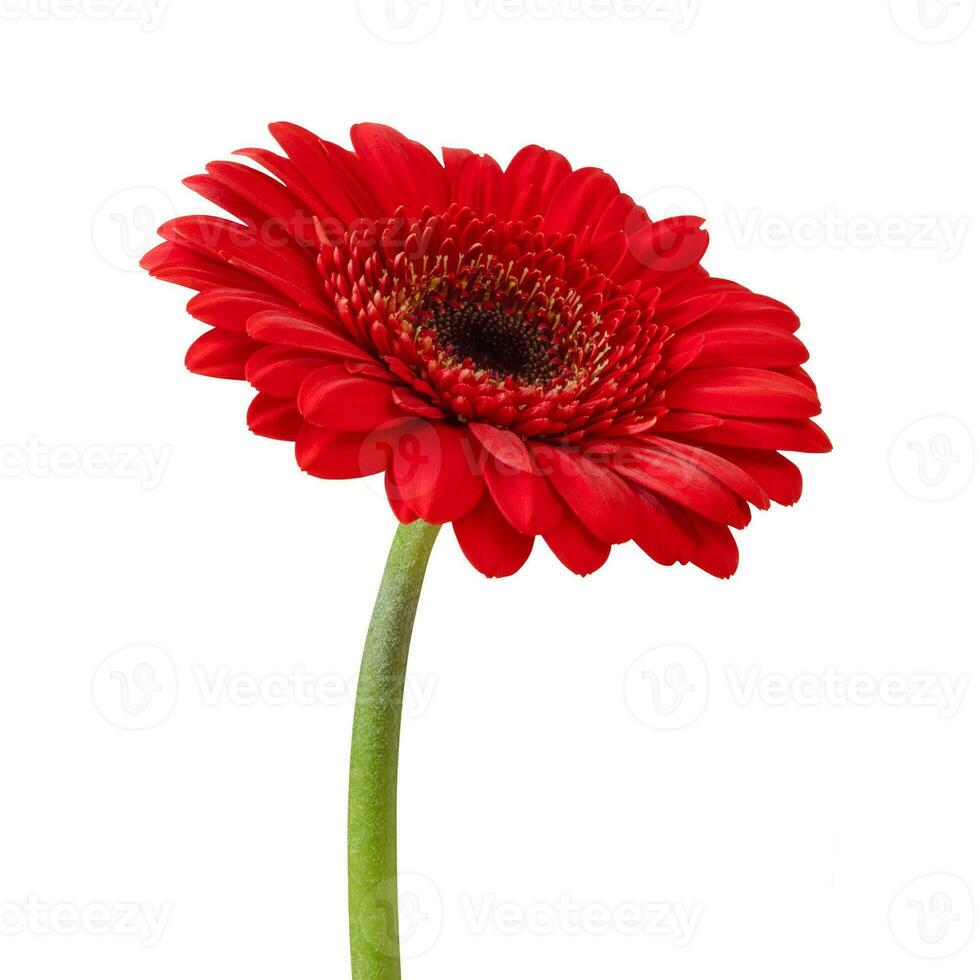 rood gerbera bloem geïsoleerd Aan een wit achtergrond. voorraad foto