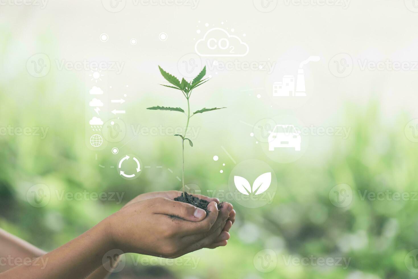 hand- Holding zaailingen met milieu pictogrammen over- de netwerk verbinding Aan natuur achtergrond, technologie ecologie concept. foto