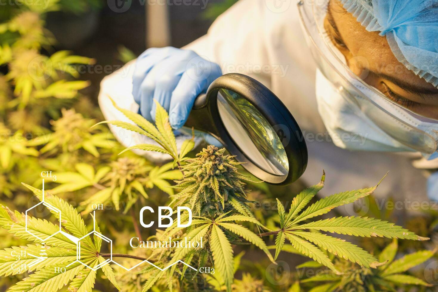 marihuana Onderzoek, cbd hennep olie, vrouw wetenschapper controle en onderzocht hennep planten in serre. marihuana alternatief kruiden geneeskunde concept. foto