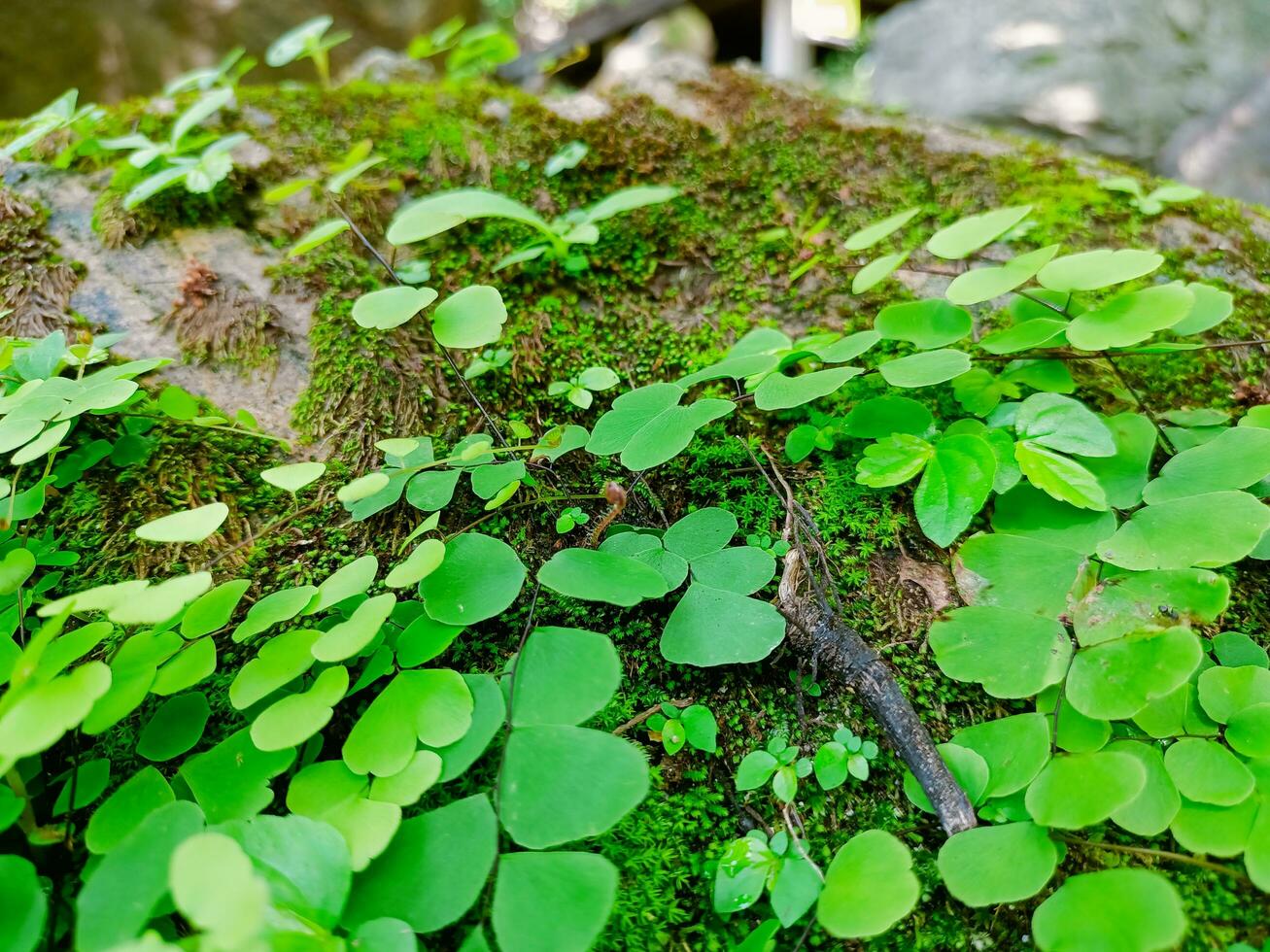 foto's in de waterval park, Thailand. foto