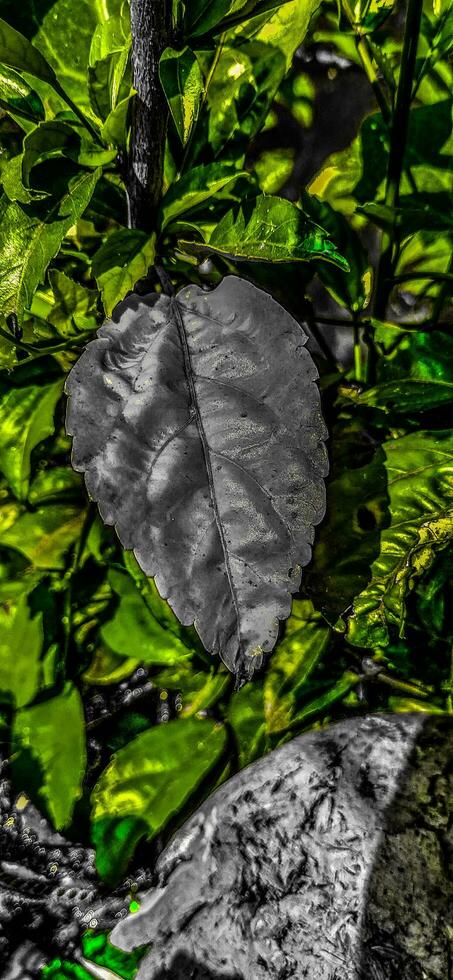 bloem natuur blad boom foto