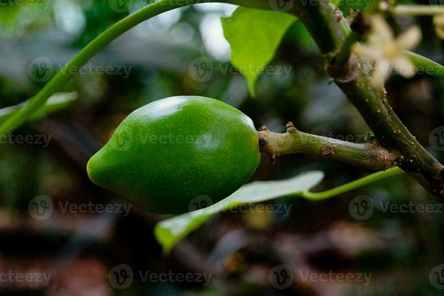 groen wild papaja fruit in de oerwoud foto