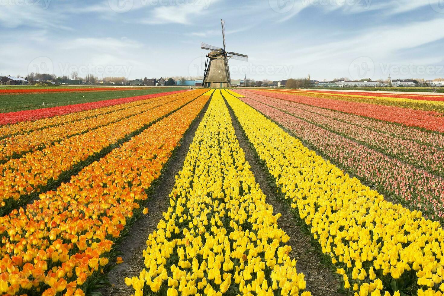 Nederland kleurrijk landschap en bloemen foto