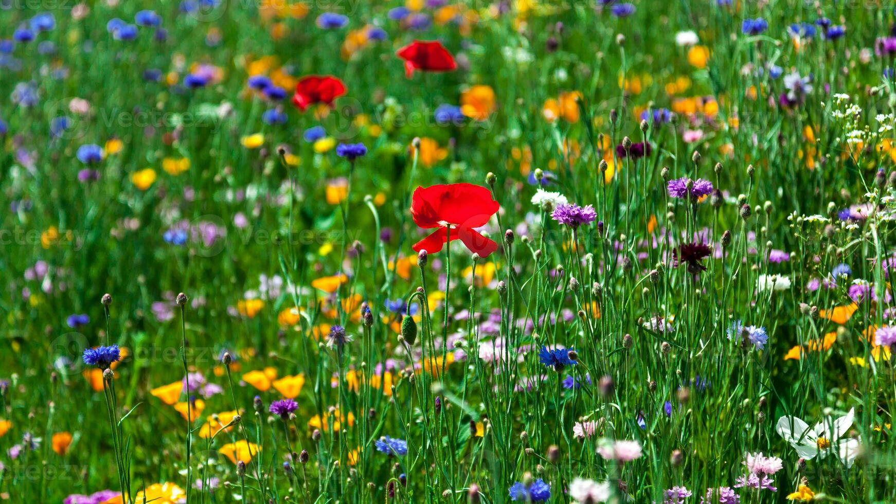 prachtige kleurrijke bloemen foto