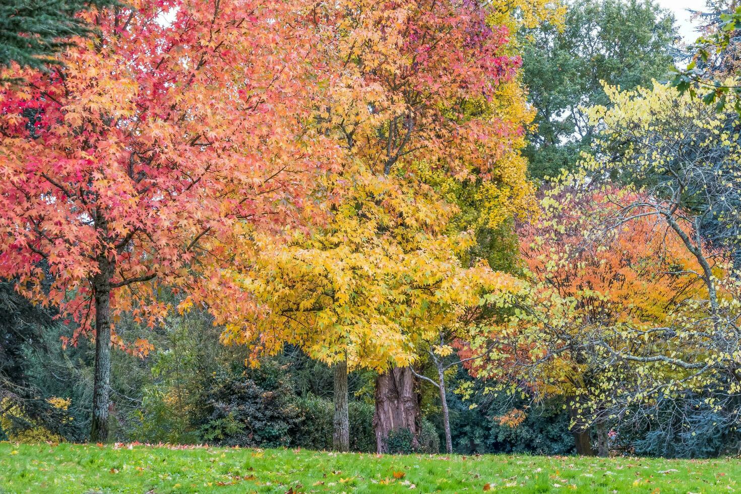 mooi herfst seizoen foto