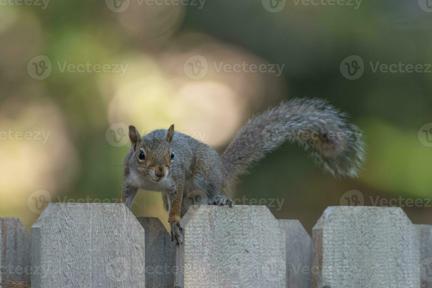 een nieuwsgierig eekhoorn staat Aan een hek tegen een bokeh achtergrond. foto