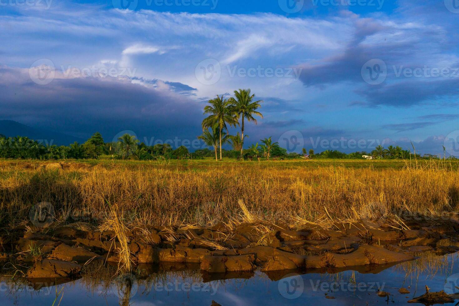 mooi ochtend- visie Indonesië panorama landschap rijstveld velden met schoonheid kleur en lucht natuurlijk licht foto