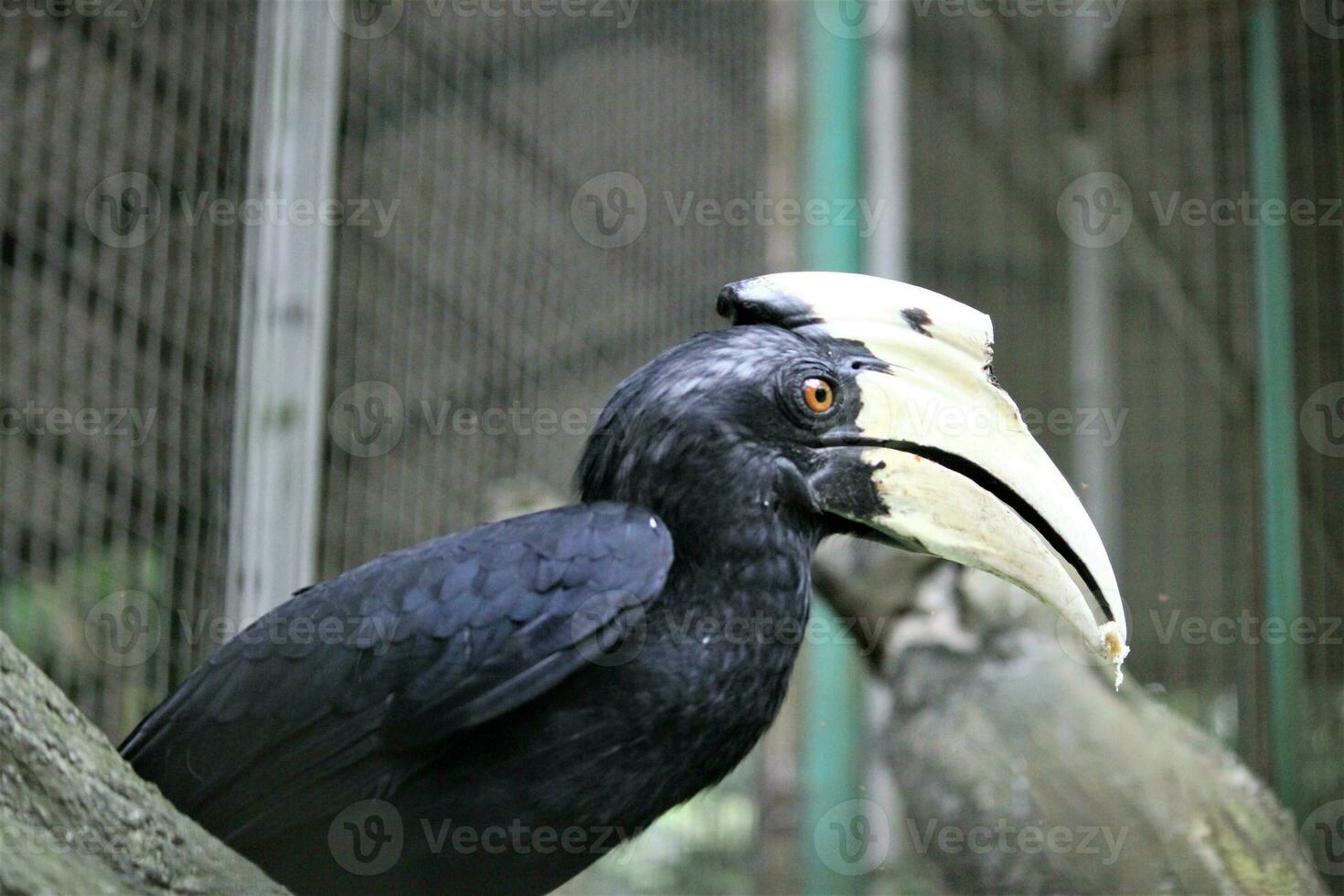 bucerotiformes vogelstand in de dierentuin foto