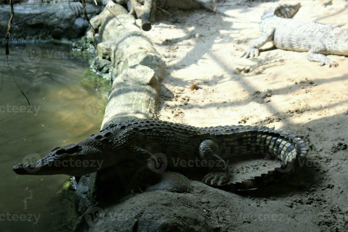 krokodil in een dierentuin met de thema van dieren en natuur foto