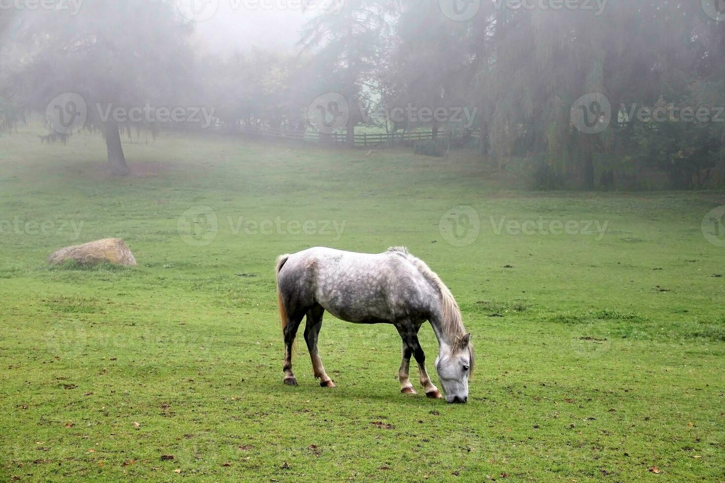 paard in de bergen foto