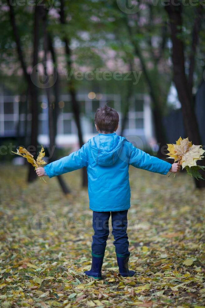 jongen van zes jaren met bundel van geel esdoorn- bladeren in de herfst park. foto