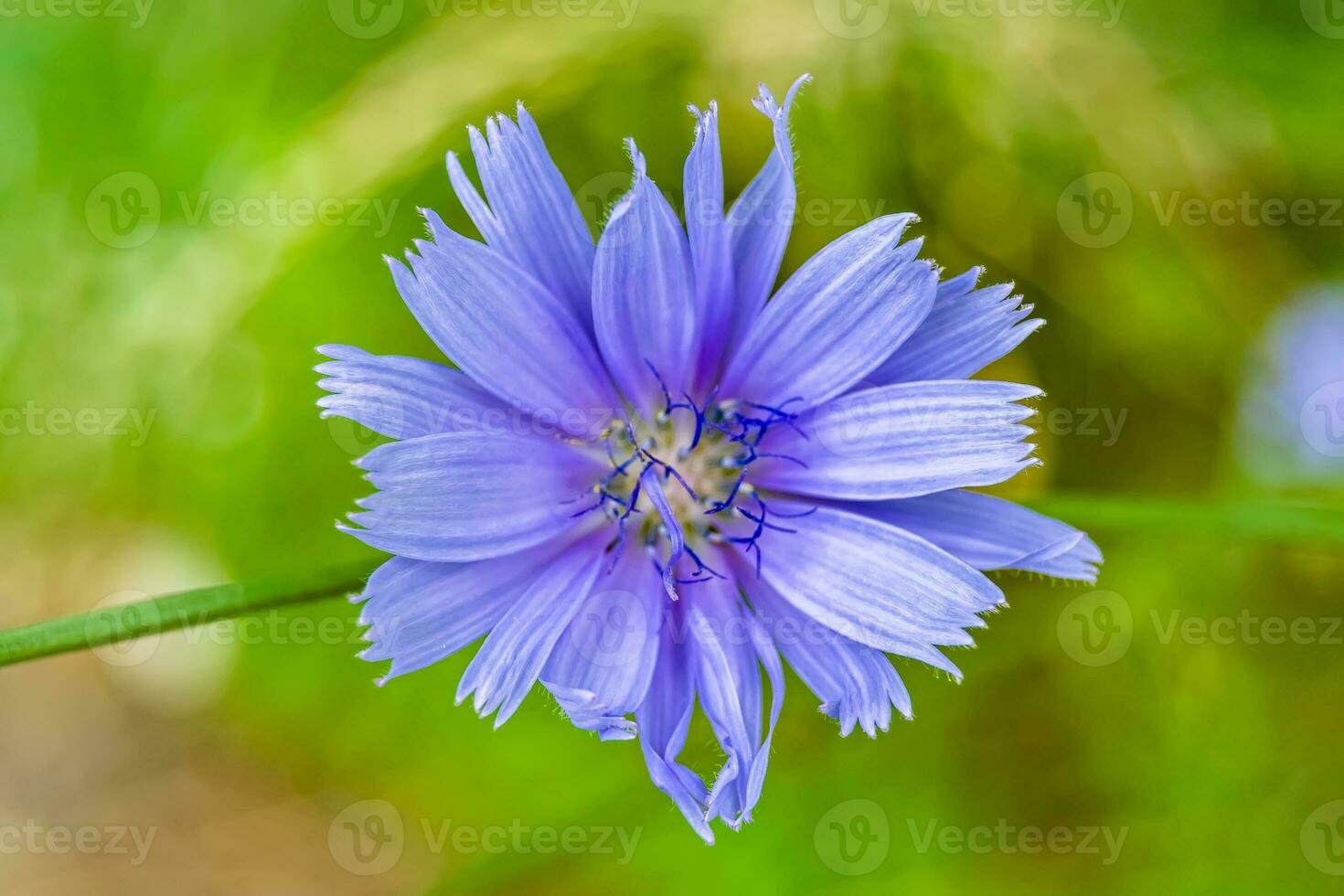 schoonheid wild groeit bloem cichorei gewoon Aan achtergrond weide foto