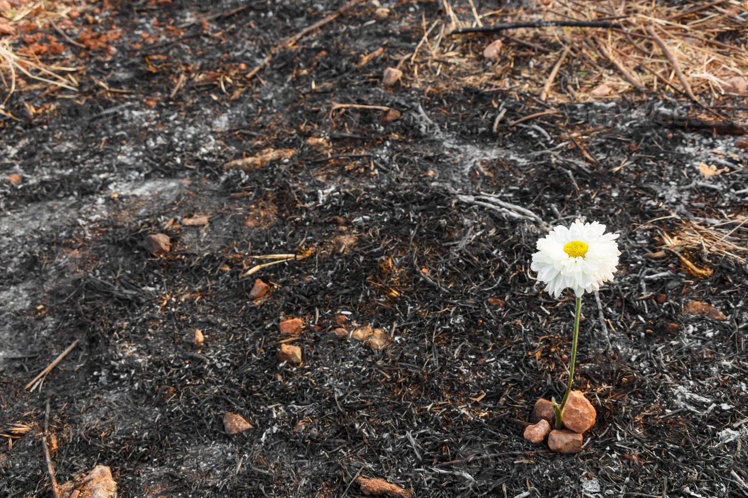 witte bloem overleven op as van verbrand gras foto