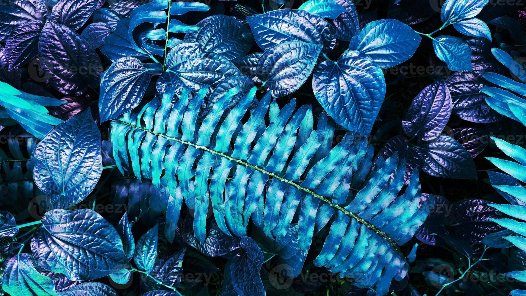 tropische blauwe bladgloed in de donkere achtergrond foto