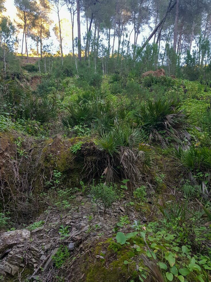 wild palm bomen in hun natuurlijk omgeving foto