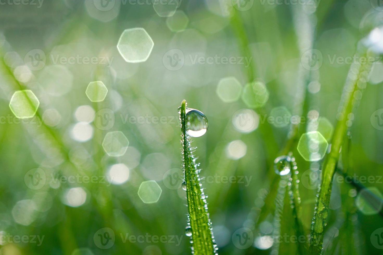 regendruppel op het groene gras in regenachtige dagen foto