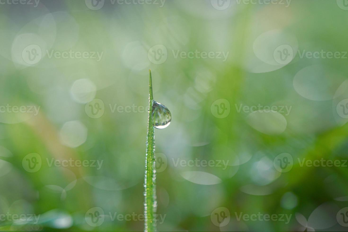 druppels op de groene grasbladeren in de lente foto