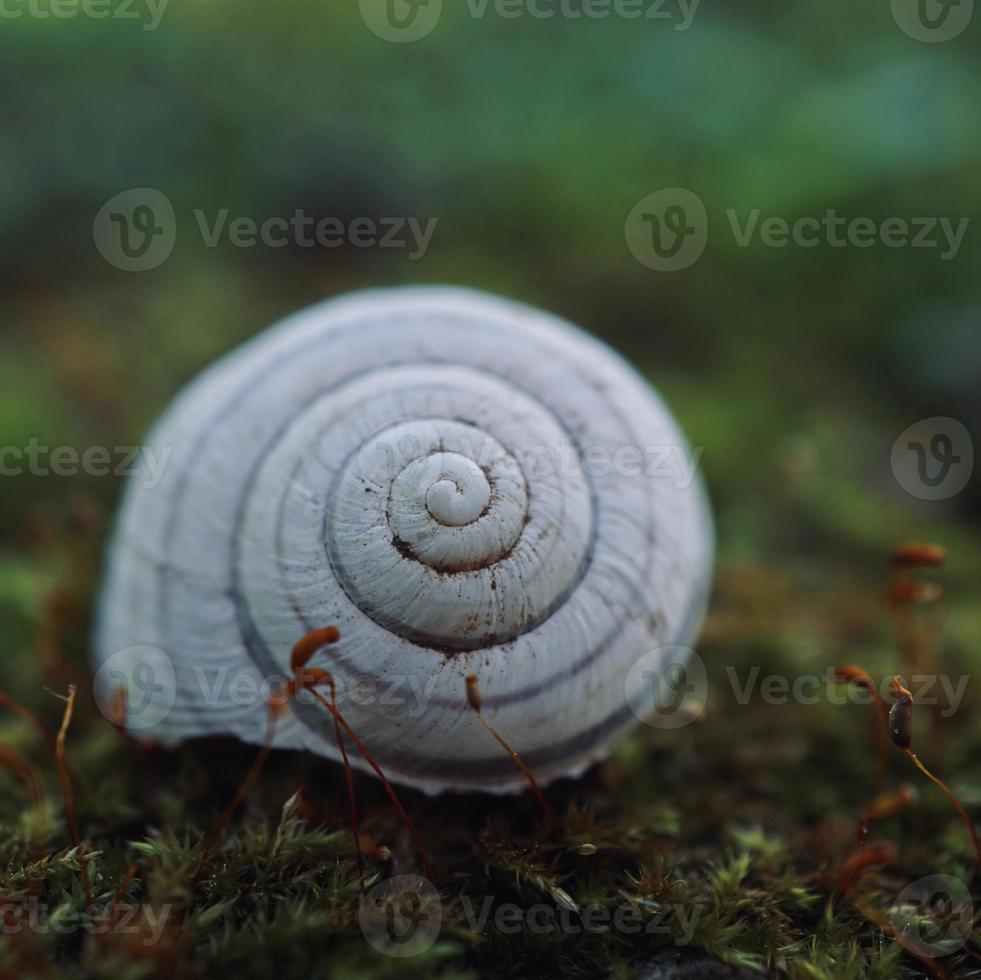 kleine witte slak in de natuur foto