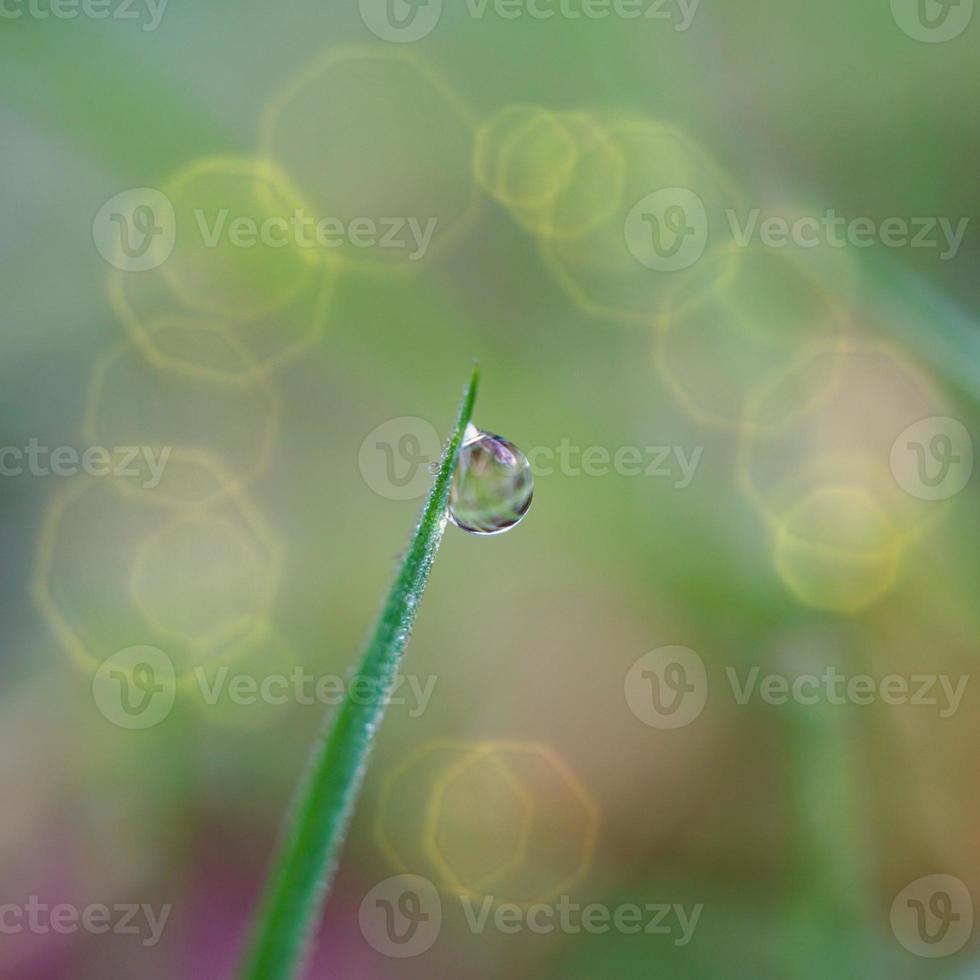 regendruppel op de groene grasbladeren in regenachtige dagen foto