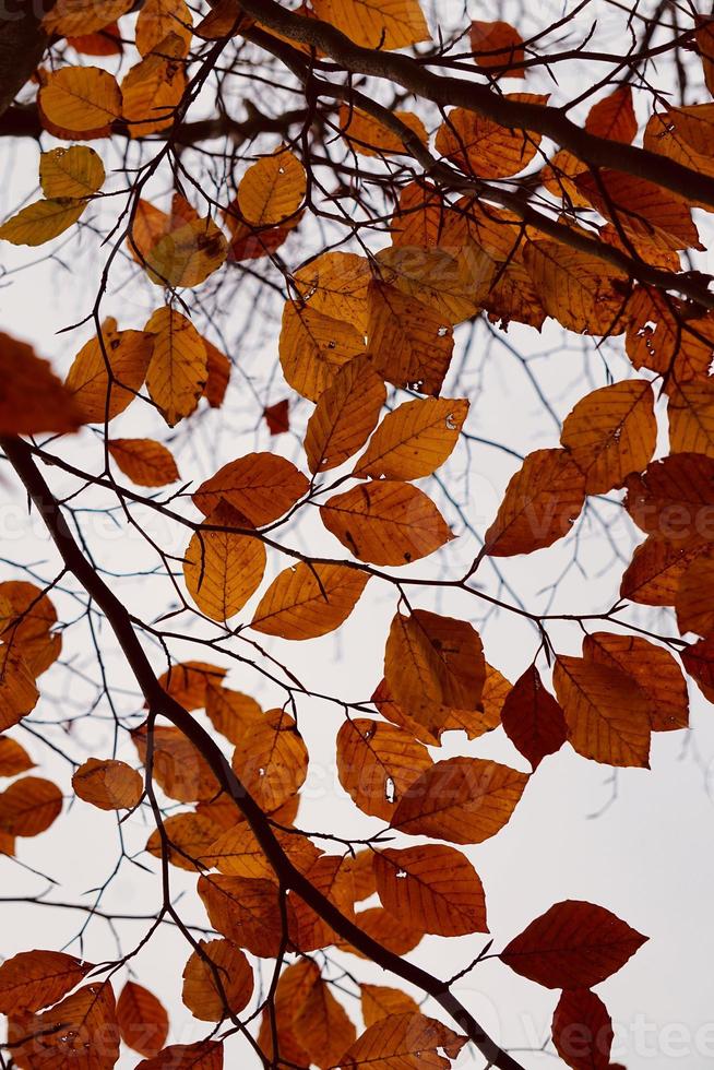bruine boombladeren in de herfstseizoen foto